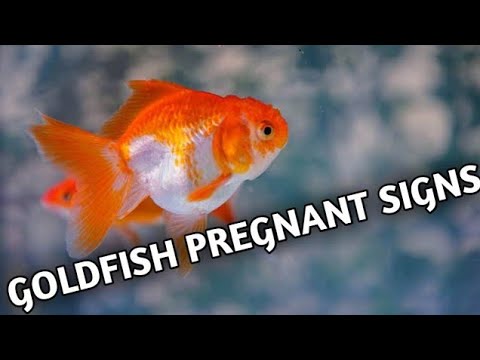 How to know goldfish is pregnant, Pregnant goldfish