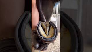 Nailing On The Horseshoe #Shorts #Farrier #Asmr #Satisfying #Horse