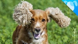 Cocker Spaniel Facts by Best Breed Ever 245,440 views 9 years ago 2 minutes, 29 seconds