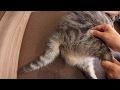 固くなった後ろ足、股関節の可動域「猫」before
