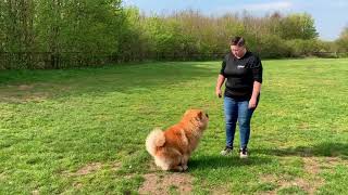 Chow Chow | Ninja | Dog Training in London