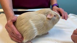 Piggy eye exam at the vet including staining of the eyes