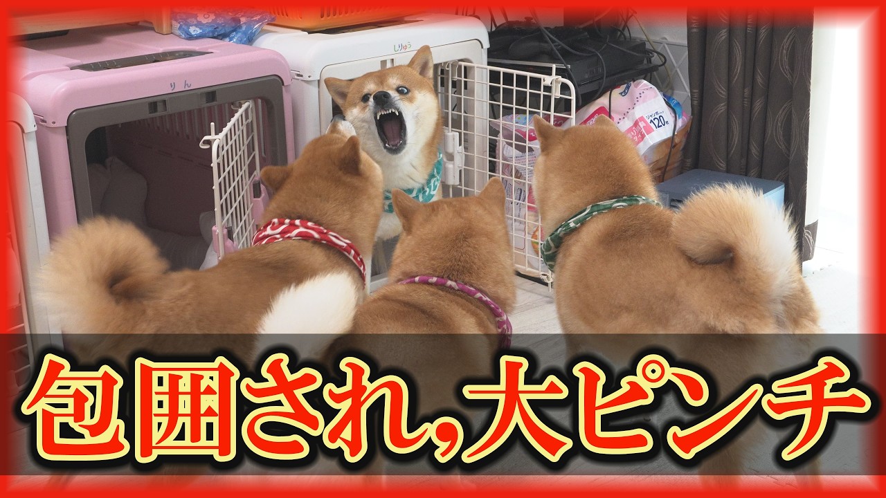 いぬ子です！ Apparently, the youngest dog incurred the wrath of the older dogs