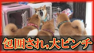 【原因不明】先住犬達の反感を買ったらしく、末っ子柴犬が出禁になったようです・・・