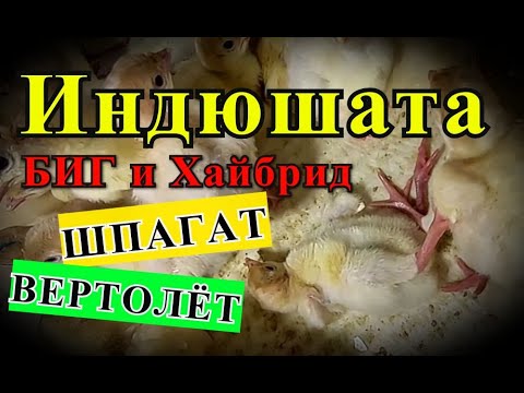 Индюшата ПЕРВАЯ НЕДЕЛЯ. Как лечить индюшат. Сравним Хайбрид и Биг на 10 ...