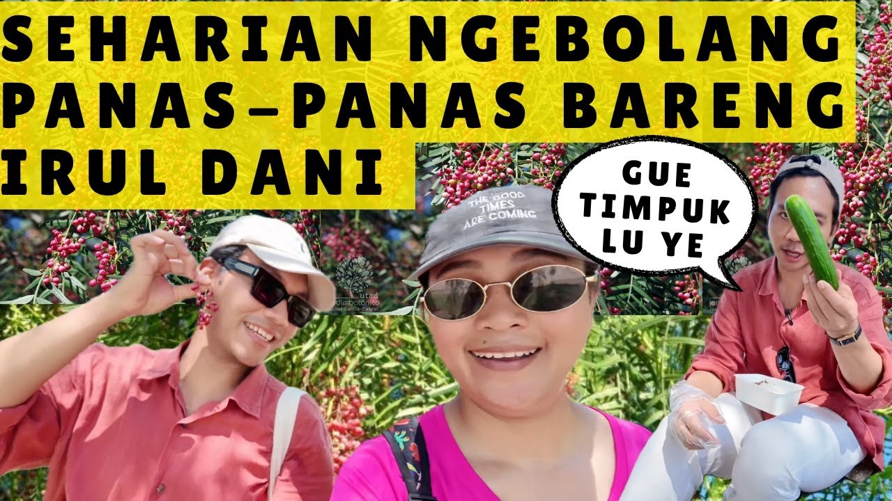 NEMU POHON MERICA GEDE BANGET DAN SIAP PANEN BARENG TOLE IRUL DANI DI SPANYOL