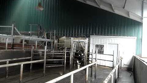 Dairymaster Sort Gate June 2009.MPG