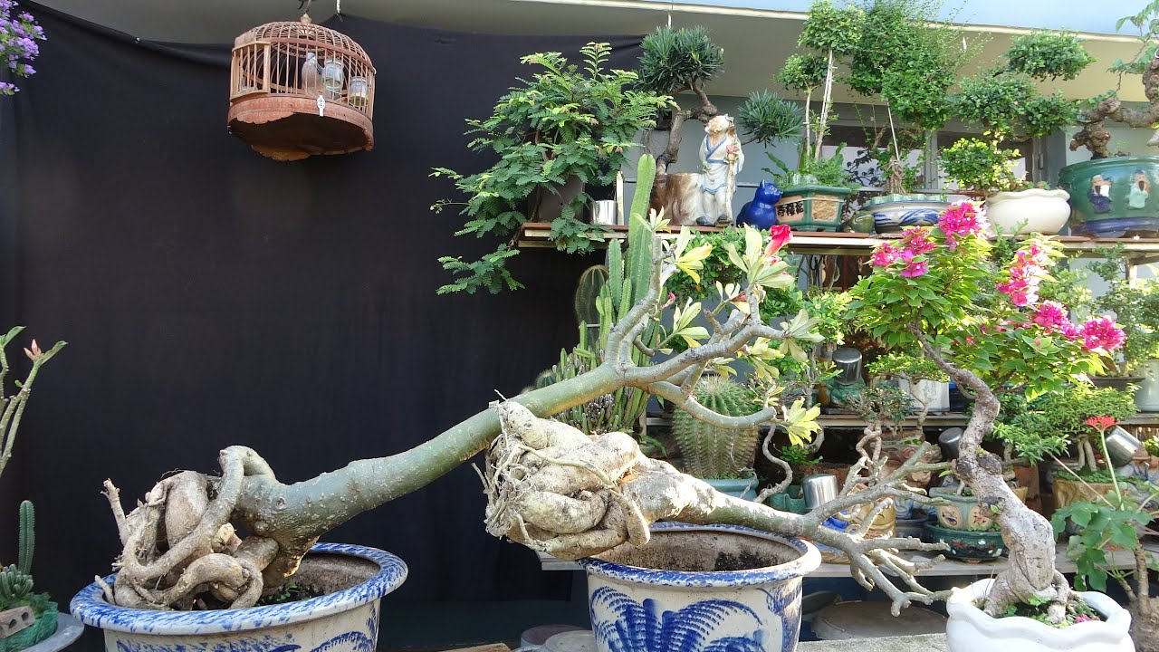 Обрезаю корни и пересыпаю землю в горшок, чтобы сделать керамический цветок, который встретит вес...