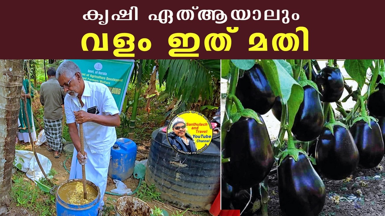 കൃഷി ഏത് ആയാലും വളം ഇത് മതി | ജീവാമൃതം | how to make jeevamrutham | organic fertilizer