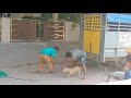 Street Dog's catching by Chittoor municipality