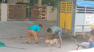 Street Dog's catching by Chittoor municipality