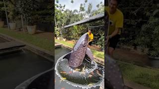 Tangkap ikan besar