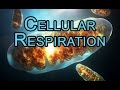 Electron Transport Chain Quiz