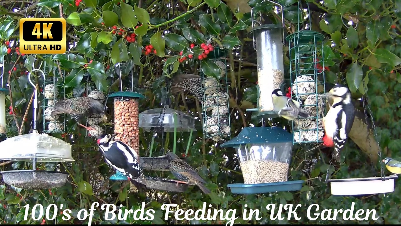 The Not So Secret Lives of Finches, Tits, Robins, Woodpeckers, Starlings & Other Birds: 4KHD Unseen