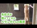 新入りのゴールデンが、先住犬と同じことをするようになりました…♡