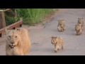 Lioness with Cubs in Pilanesberg National Park - 02/2017 - South Africa