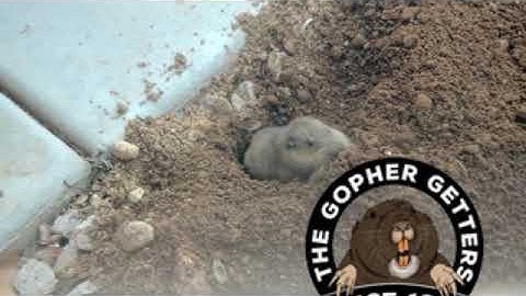 Pocket Gopher Experts, The Gopher Getters, since 1966