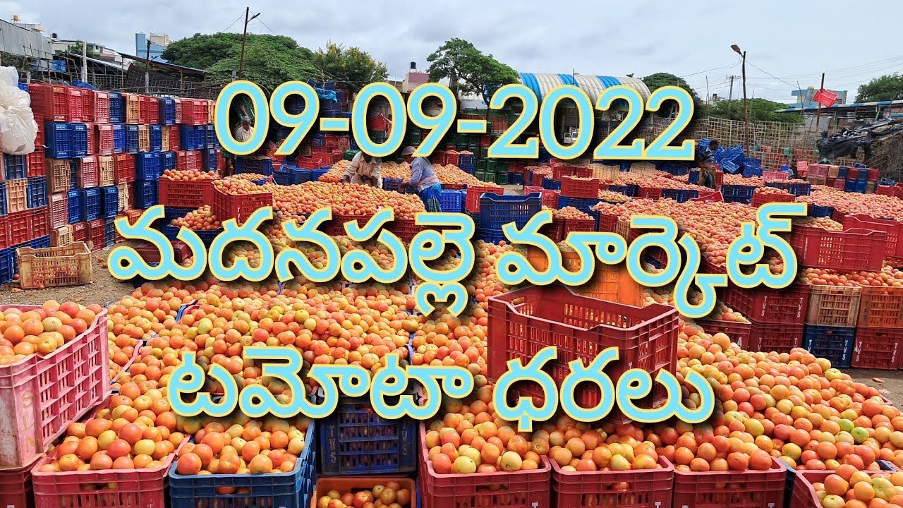 09 09 22 todaytomato Rate In Madanapalle madanapalle Tomato Price 