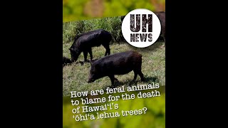 Feral cattle, pigs exacerbate spread of Rapid ʻŌhiʻa Death on Hawaiʻi Island