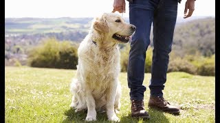 How Old Is My Dog? 5 Ways to Tell Your Dog's Age How Old Is My Dog? 5 Ways to Tell Your Dog's Age