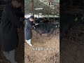 【牛の治療】目がパンパンに腫れていました