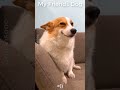 My Friends Dog vs My Dog🐶🤣16