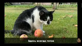 песня школа котов видео не моё автор @anykadavaika #школа #котов #котики #А_ну-ка_Давай-ка