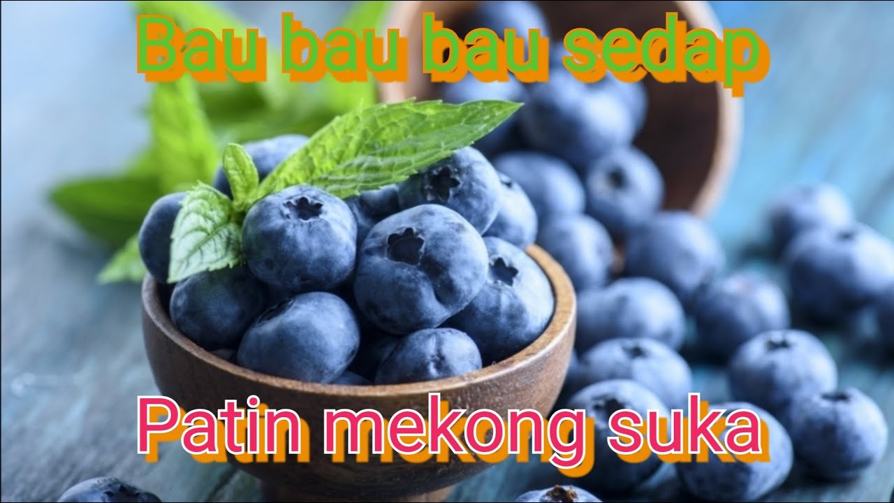 cara buat umpan blueberry oren