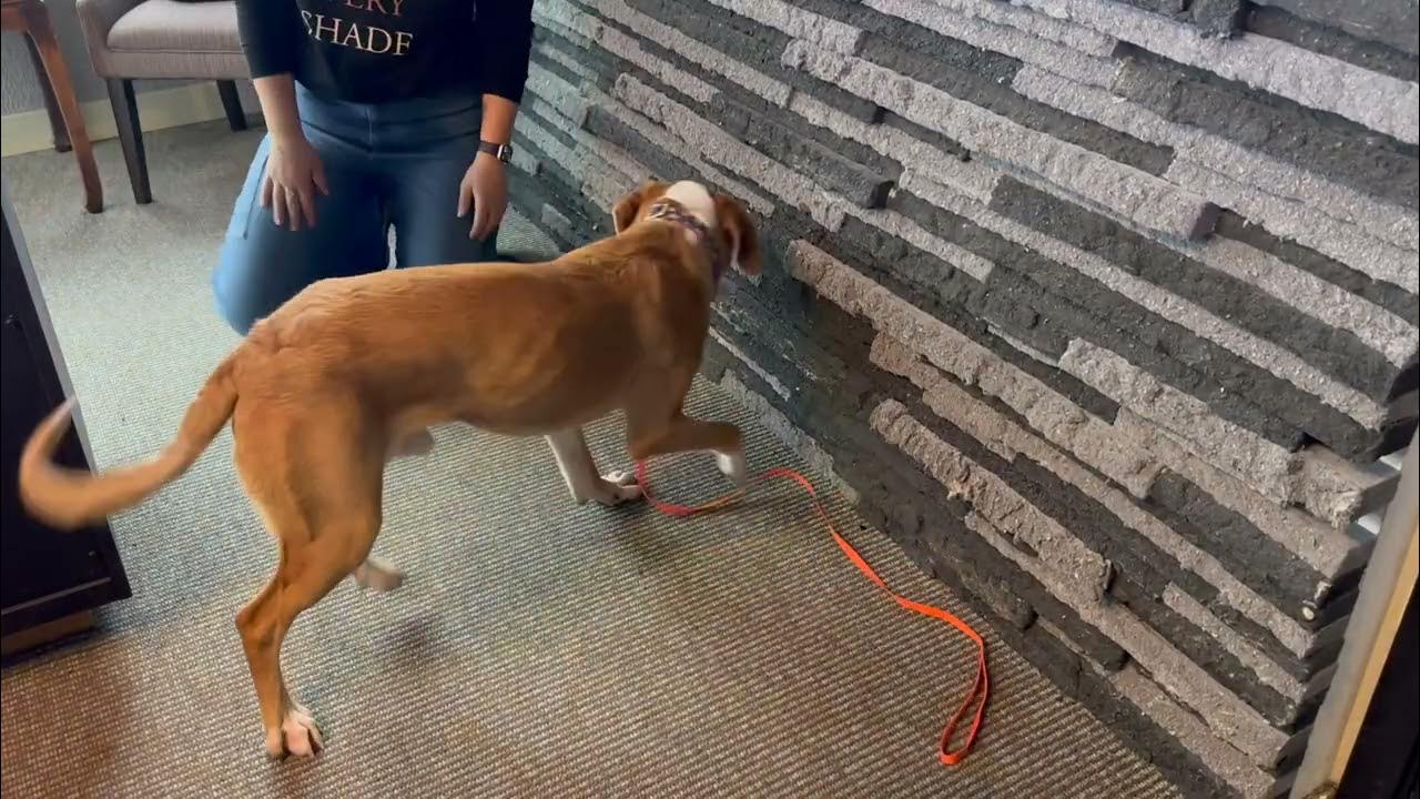 упражнения английский my pet. большие собаки. американский мастиф. описание животного на английском. большая собака леонбергер.