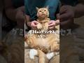 【猫ダンス/グミキュンプリンセス~しなこ】踊ってみた #cat #猫 #shorts