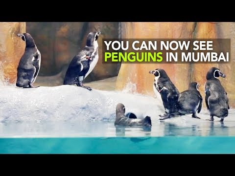 Penguins In Mumbai | Curly Tales