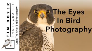 The Eyes In Bird Photography