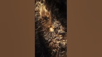 Vellum advection by pyro #houdini #vellum #simulation #redshift