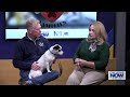 Finding Furever Families: Josephine