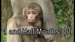 Mountain Monkey - Baby HAL 1 and Half Months Old