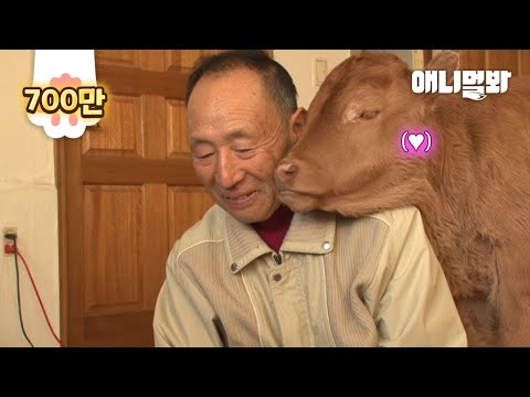 The Story Of A Cow Who Became His Grandpa&rsquo;s Stalker