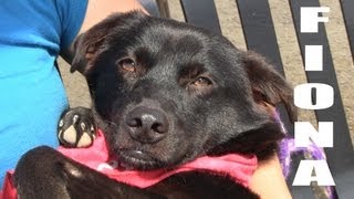 FIONA (ADOPTED!)