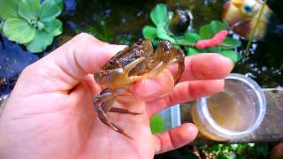 Make an aquarium to feed the cute little turtle (Làm bể nuôi ba ba con dễ thương)