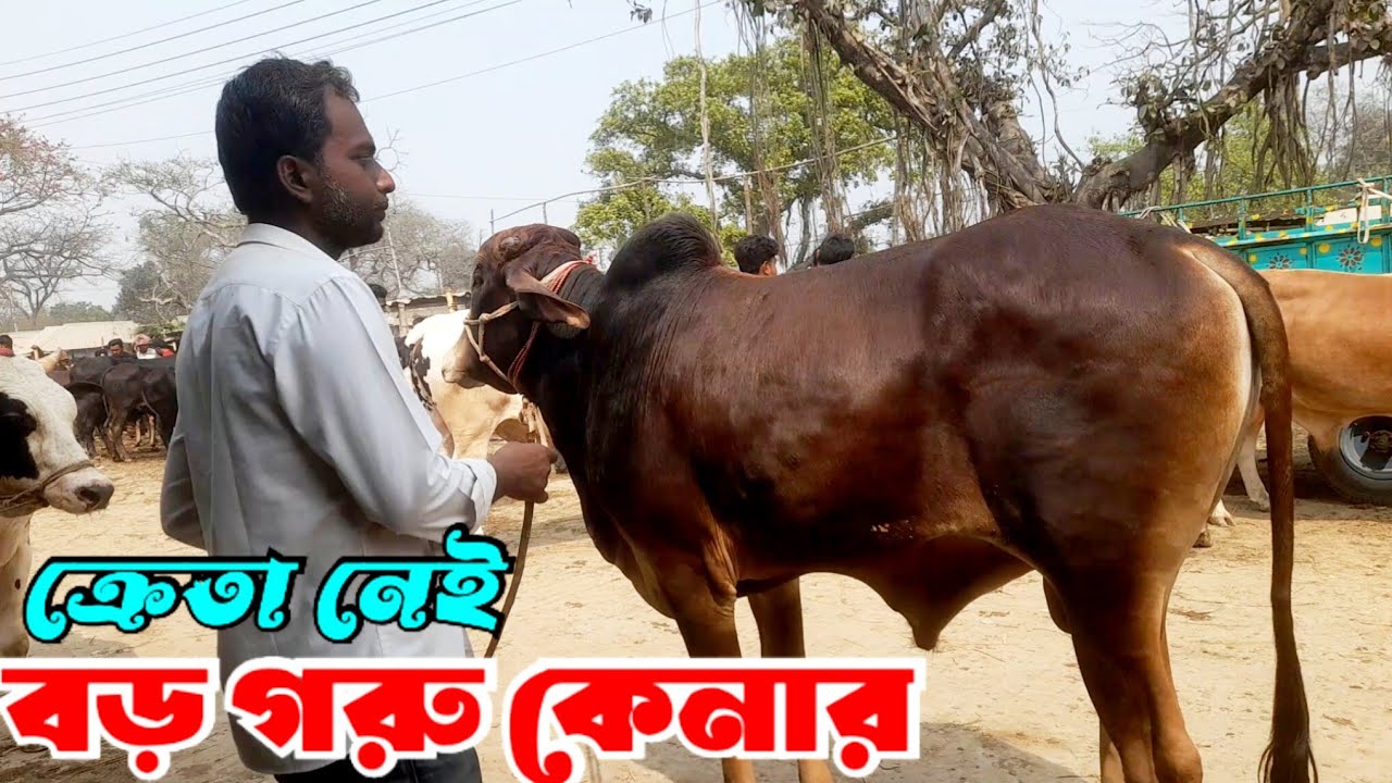 March 6, 2026 || বসুনিয়া হাটে ক্রেতা নেই বড় বড় কোরবানী উপযোগী ও কাটাই গরুতে  | Cowmarket