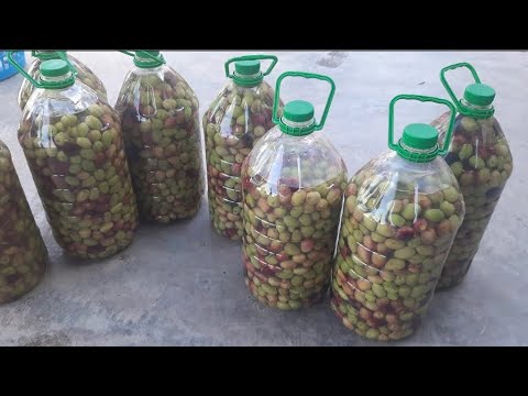 ترقيد الزيتون بطريقة احترافية ناجحة مليون في 100 مايفسدش وخا يدور عليه العام👌