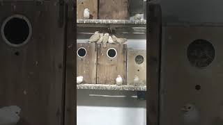 MashaAllah beautiful fawn java chiks feeding in moter #viralvideo #view #viral #foryou #fypシ゚viral