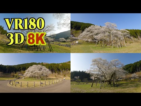 8K 3D VR180 ] 日本三大桜「根尾谷の淡墨桜」Usuzumi-Zakura, one of