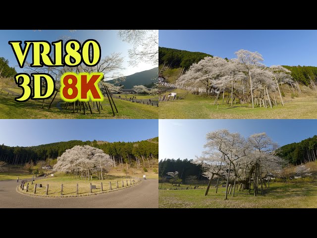 8K 3D VR180 ] 日本三大桜「根尾谷の淡墨桜」Usuzumi-Zakura, one of