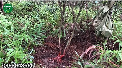 Hoa sim rừng bầu nguyên bản+rễ Trần