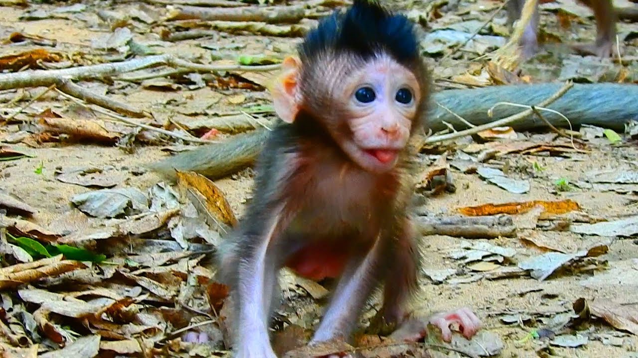 Cute baby monkey Mona much fast learn walk she can do good / Monkey Post