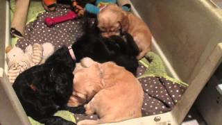 Information 5 Week Old Cocker Spaniel Puppies At Play News