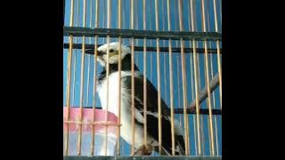 jalak cungkok, kicau burung, suara paling indah, #kicauburung #kicau #merdu