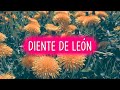 Beneficios del DIENTE DE LEÓN 🌼 El poder de las Malas Hierbas