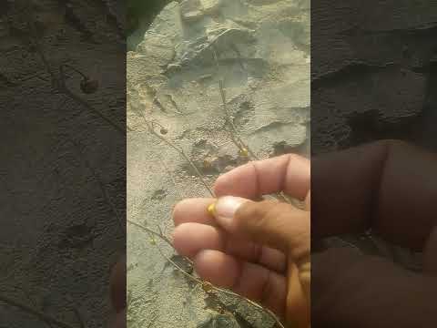 هذه الشجرة معجزة تحول اللبان الى زبادي في ربع ساعه فقط