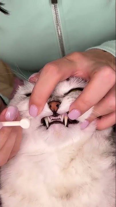 😁 Чистка зубов коту - YouTube